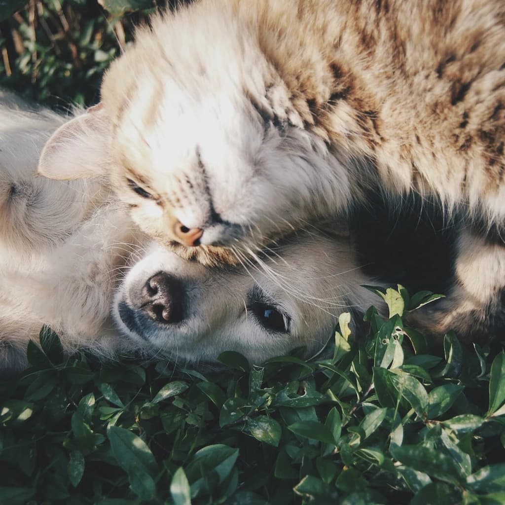 Pet feeding, grooming, bedding, toys, and travel supplies
