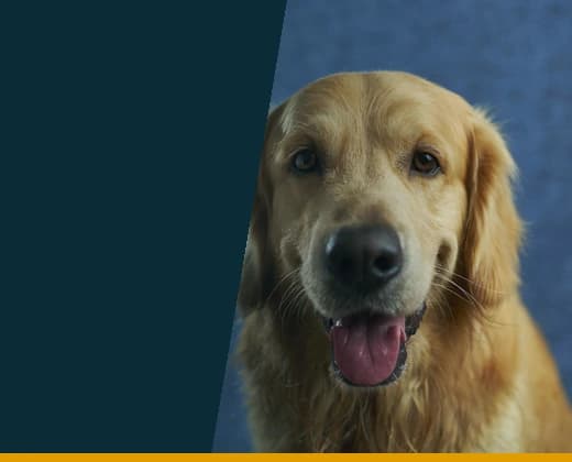 Golden retriever on a deep blue background.