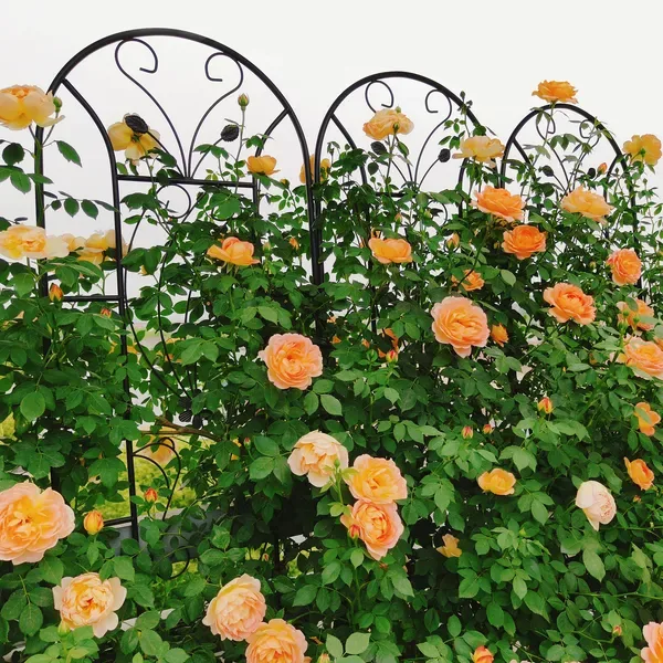 4 Pack Metal Garden Trellis 86.7" X 19.7" Rustproof Trellis For Climbing Plants Outdoor Flower Support Peacock Style Black view 3