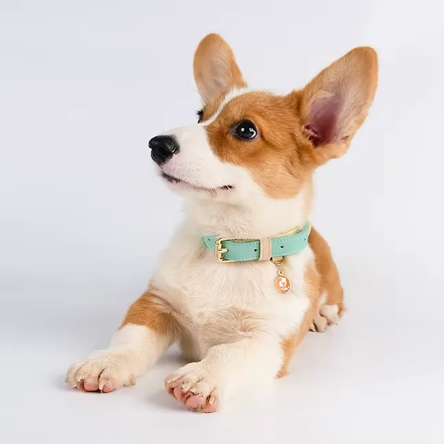 S M L Dog Collar view 2